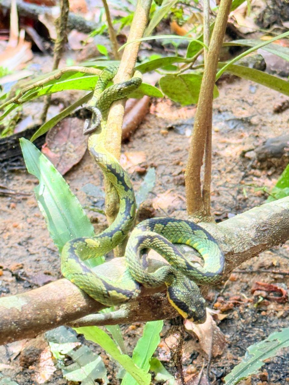 Sinharaja Vini Villa دينيايا المظهر الخارجي الصورة